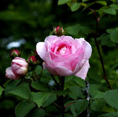 Photo of English Shrub Rose (Rosa 'Constance Spry') uploaded by rcn48