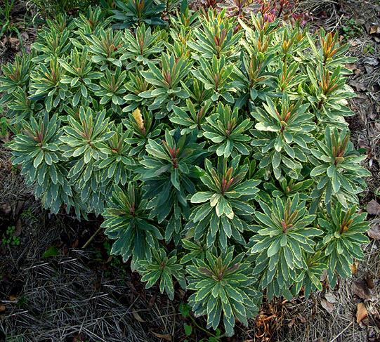 Photo of Euphorbia (Euphorbia x martini Helena's Blush™) uploaded by rcn48