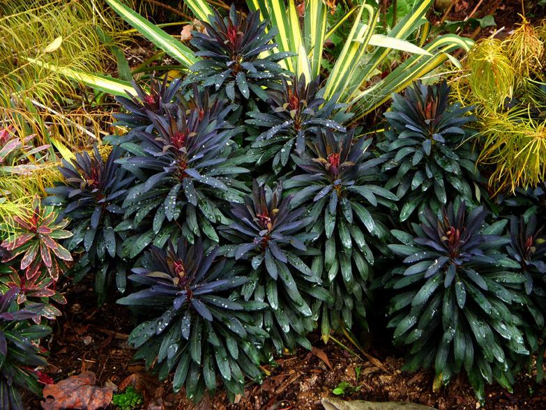Photo of Euphorbia (Euphorbia x martini Blackbird) uploaded by rcn48