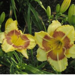 
Photo Courtesy of 5 Acre Farm Daylilies Used With Permission