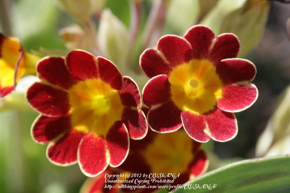 Photo of Polyanthus (Primula 'Gold Laced Group') uploaded by CLUSIANA