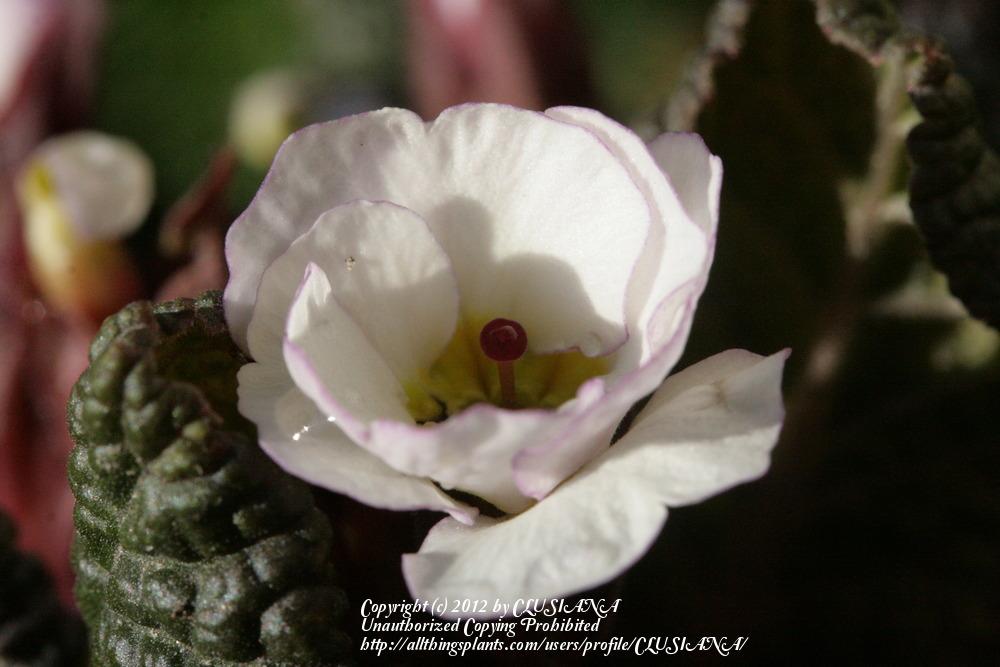 Photo of Juliana Primrose (Primula juliae 'Vera Maud') uploaded by CLUSIANA