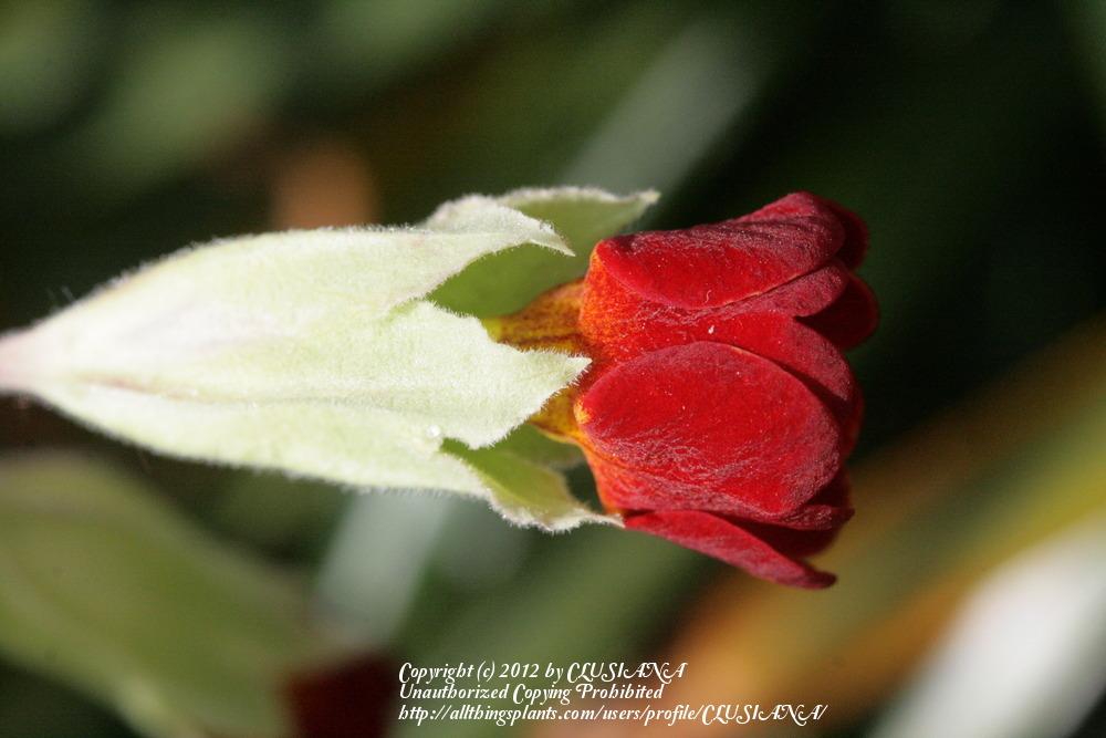 Photo of Primrose (Primula veris 'Coronation Cowslip') uploaded by CLUSIANA