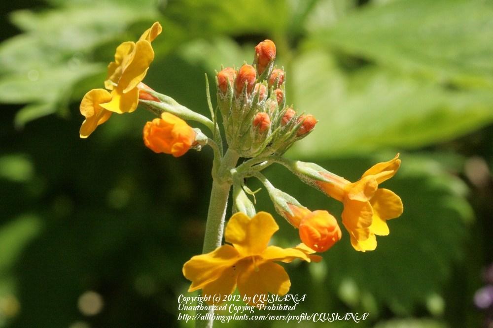Photo of Candelabra Primrose (Primula bulleyana) uploaded by CLUSIANA