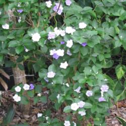 Location: Southwest Florida
Date: March 15, 2012
Best kept as a small shrub, I find it prefers more shade than sun