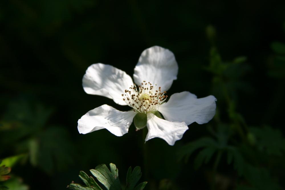Photo of Southern Dewberry (Rubus trivialis) uploaded by dave