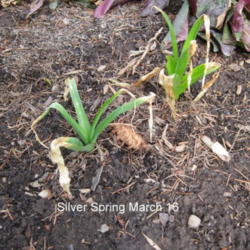Location: Part sun Zone 6
Date: 2012-03-16
Planted the bulbs in mid October.A few weeks later growth appeare