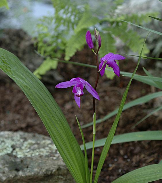 Photo of Chinese Ground Orchid (Bletilla striata) uploaded by rcn48