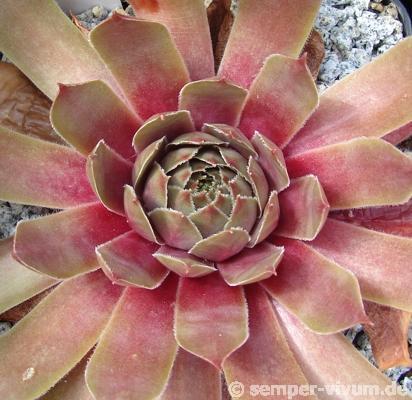 Photo of Hen and Chicks (Sempervivum 'Booth's Red') uploaded by valleylynn
