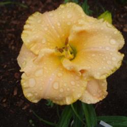 
Date: 4000-03-17
Photo Courtesy of Nova Scotia Daylilies Used with Permission