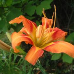 
Date: 2002-08-19
Photo Courtesy of Nova Scotia Daylilies Used with Permission