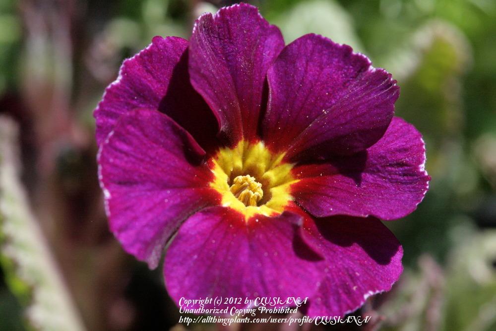 Photo of Polyanthus (Primula 'Cowichan Amethyst') uploaded by CLUSIANA