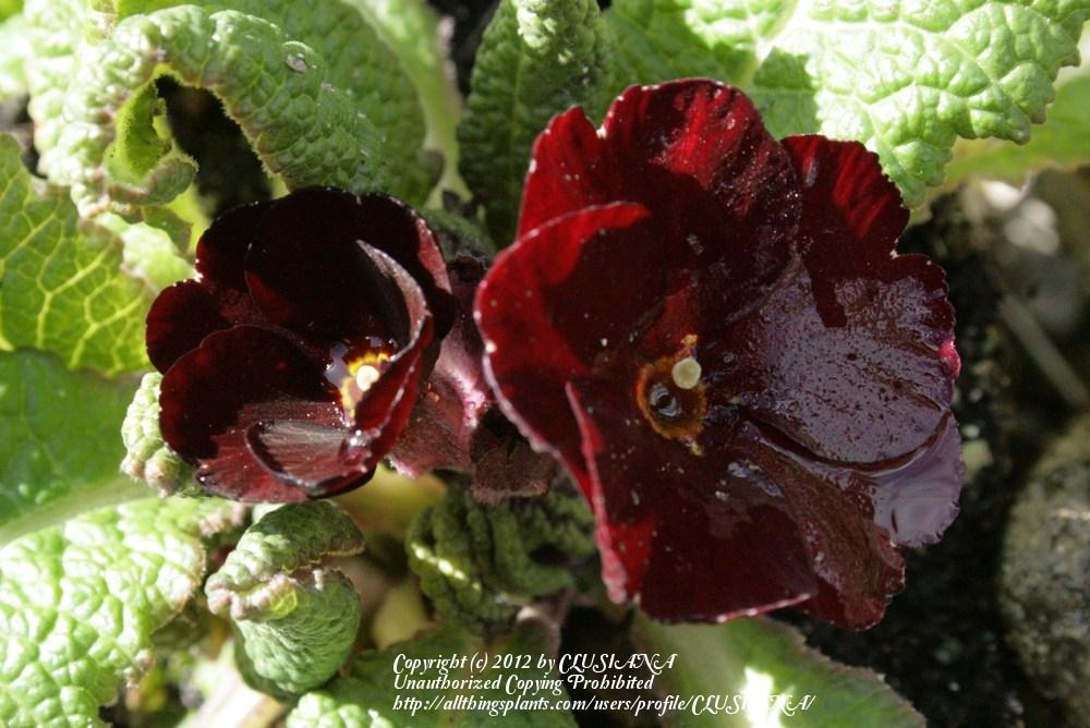 Photo of Polyanthus (Primula 'Cowichan Garnet') uploaded by CLUSIANA
