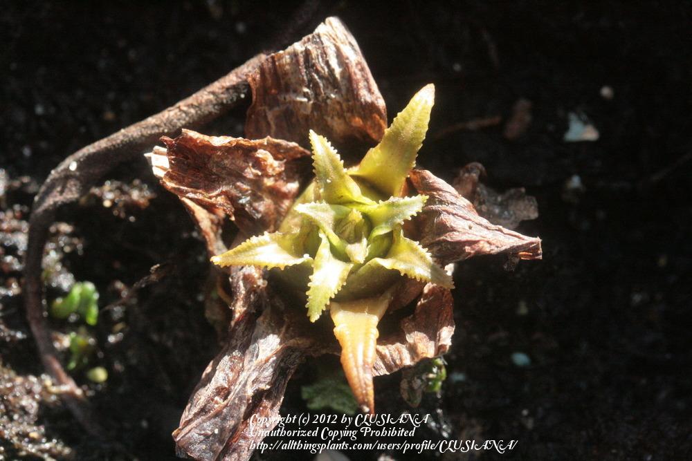 Photo of Candelabra Primrose (Primula bulleyana) uploaded by CLUSIANA