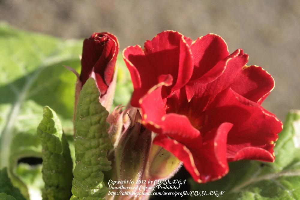 Photo of Polyanthus (Primula 'Ramona') uploaded by CLUSIANA