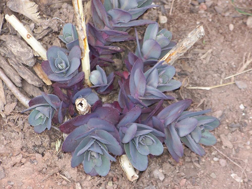 Photo of Stonecrop (Hylotelephium telephium subsp. telephium 'Purple Emperor') uploaded by HollyAnnS