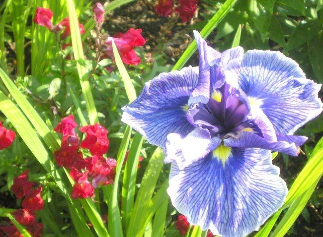 Photo of Japanese Iris (Iris ensata 'Butterflies in Flight') uploaded by ge1836