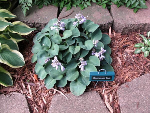 Photo of Hosta 'Blue Mouse Ears' uploaded by goldfinch4