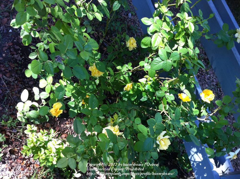 Photo of Floribunda Rose (Rosa 'Julia Child') uploaded by lovemyhouse