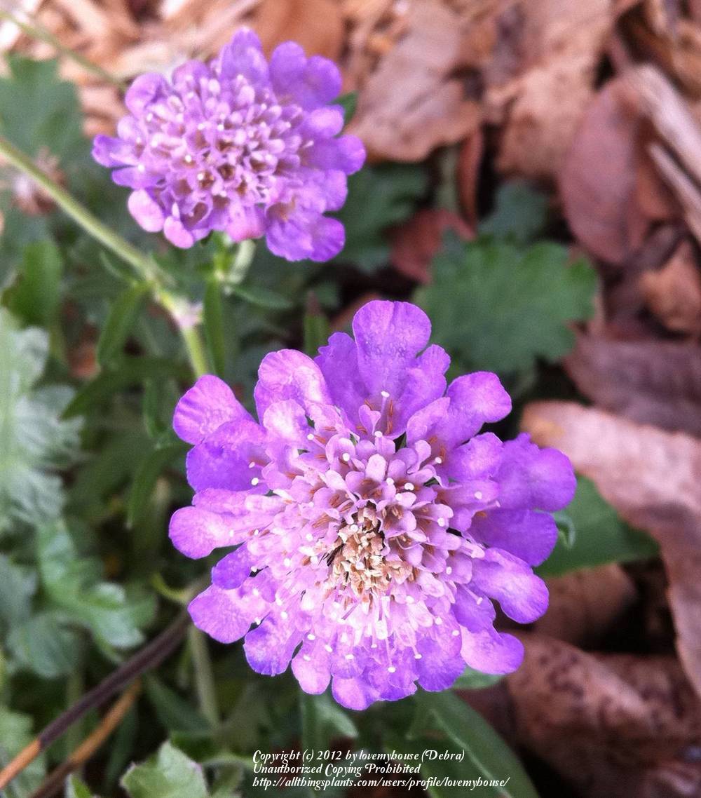 Photo of Pincushion Flower (Scabiosa columbaria 'Butterfly Blue') uploaded by lovemyhouse