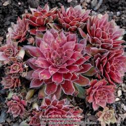 Location: Pacific Northwest, zone 8
Date: Mar 16, 2012
The slugs seem to like this sempervivum. It is one of the few out