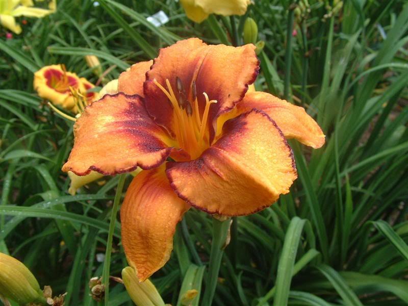 Photo of Daylily (Hemerocallis 'All American Tiger') uploaded by vic