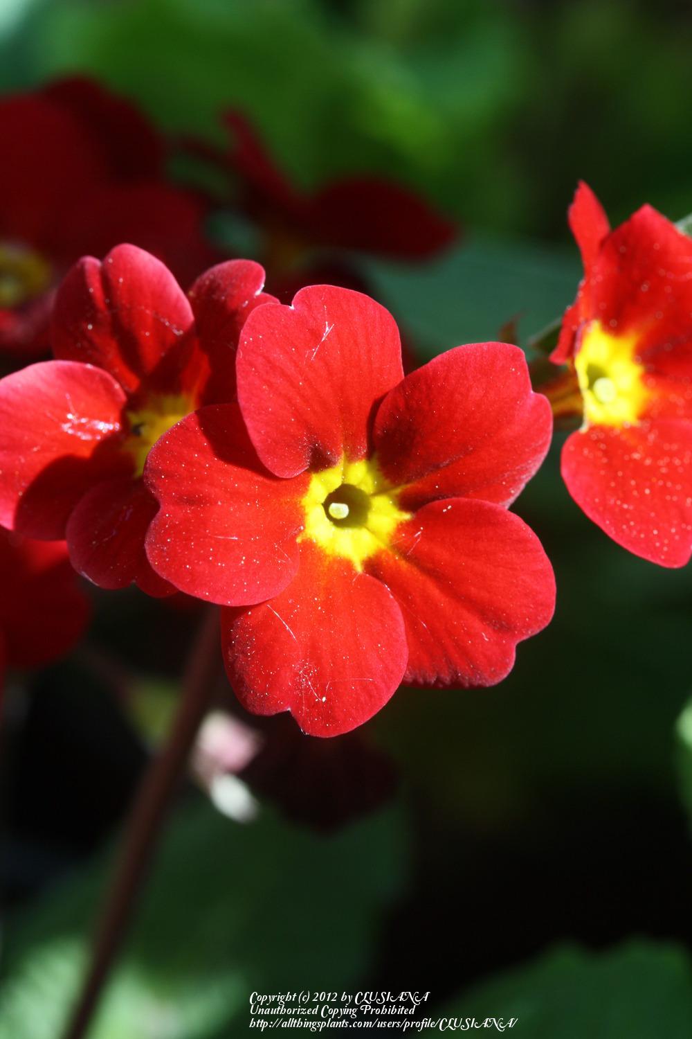 Photo of Primrose (Primula 'Little Egypt') uploaded by CLUSIANA