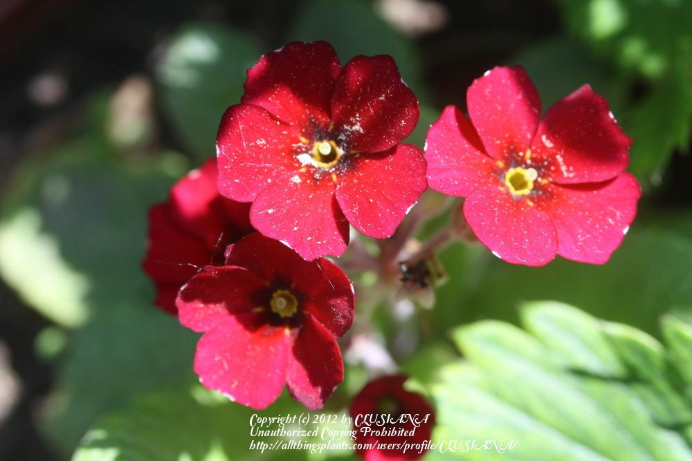 Photo of Polyanthus (Primula 'Cowichan Venetian') uploaded by CLUSIANA