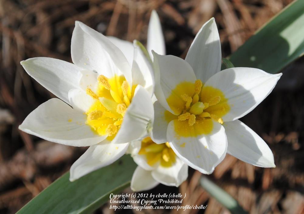 Photo of Species Tulip (Tulipa biflora) uploaded by chelle