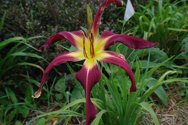 Photo of Daylily (Hemerocallis 'Arms to Heaven') uploaded by vic