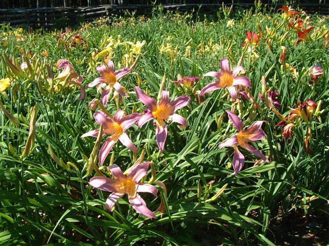 Photo of Daylily (Hemerocallis 'Annabelle's Ghost') uploaded by vic