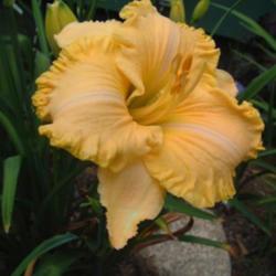 
Date: 2002-07-27
Photo Courtesy of Nova Scotia Daylilies Used with Permission