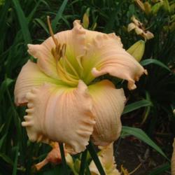 
Date: 2010-07-08
Photo Courtesy of Nova Scotia Daylilies Used with Permission