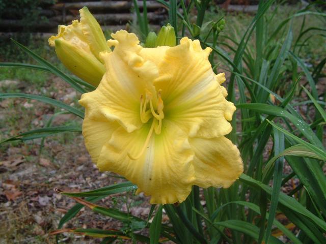 Photo of Daylily (Hemerocallis 'Annie Armstrong') uploaded by vic