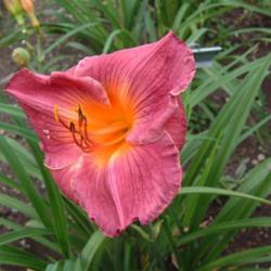 
Date: 2007-08-17
Photo Courtesy of Nova Scotia Daylilies Used with Permission