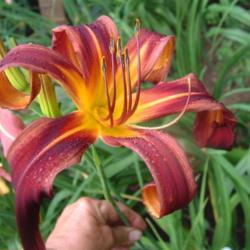 
Date: 2006-07-23
Photo Courtesy of Nova Scotia Daylilies Used with Permission
