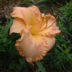 
Date: 2007-07-31
Photo Courtesy of Nova Scotia Daylilies Used with Permission