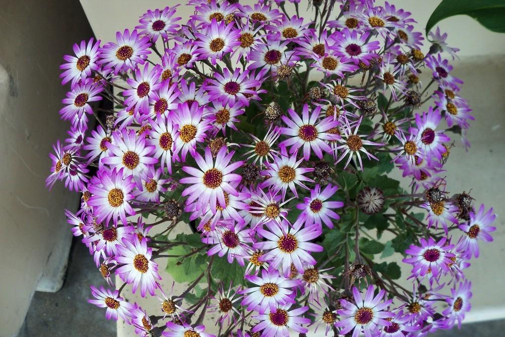 Photo of Florist's Cineraria (Pericallis Senetti® Violet Bicolor) uploaded by virginiarose