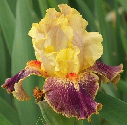 Photo of Intermediate Bearded Iris (Iris 'Delirium') uploaded by Ladylovingdove
