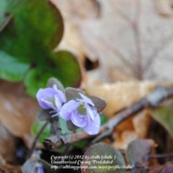 Location: Natural Area in Northeastern Indiana
Date: 2012-03-18
