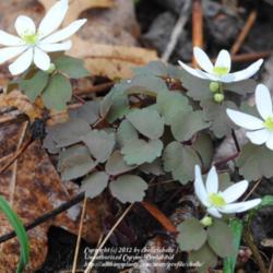 Location: Natural Area in Northeastern Indiana
Date: 2012-03-18