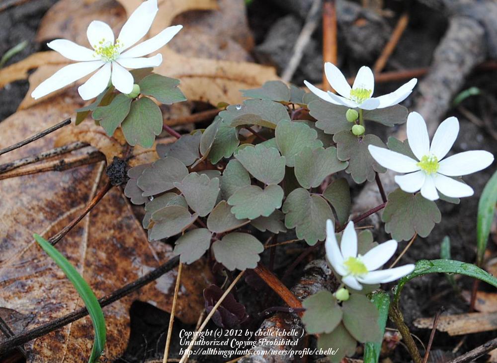 Photo of Rue Anemone (Thalictrum thalictroides) uploaded by chelle