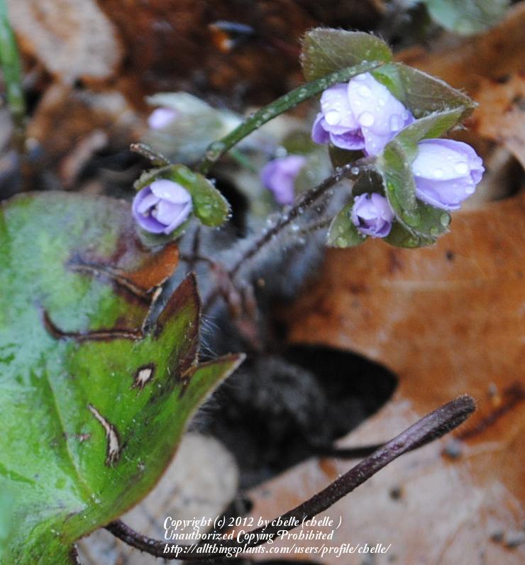 Photo of Liverleaf (Hepatica nobilis var. obtusa) uploaded by chelle