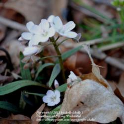 Location: Natural Area in Northeastern Indiana
Date: 2012-03-17