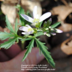 Location: Natural Area in Northeastern Indiana
Date: 2012-03-17
Open bloom