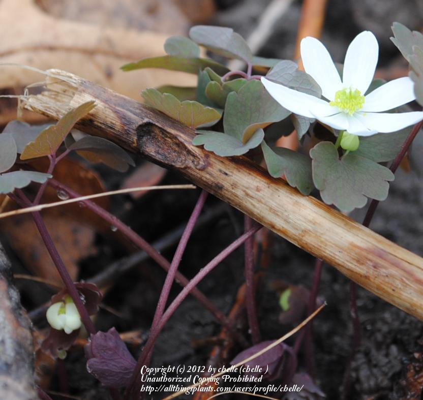 Photo of Rue Anemone (Thalictrum thalictroides) uploaded by chelle