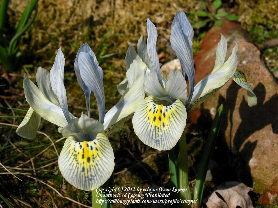 Photo of Reticulated Iris (Iris 'Katharine Hodgkin') uploaded by eclayne