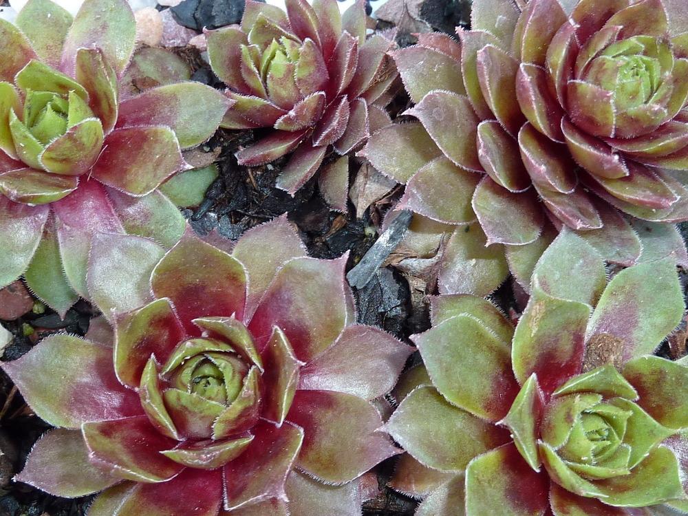 Photo of Hen and Chicks (Sempervivum 'Mulberry Wine') uploaded by sandnsea2
