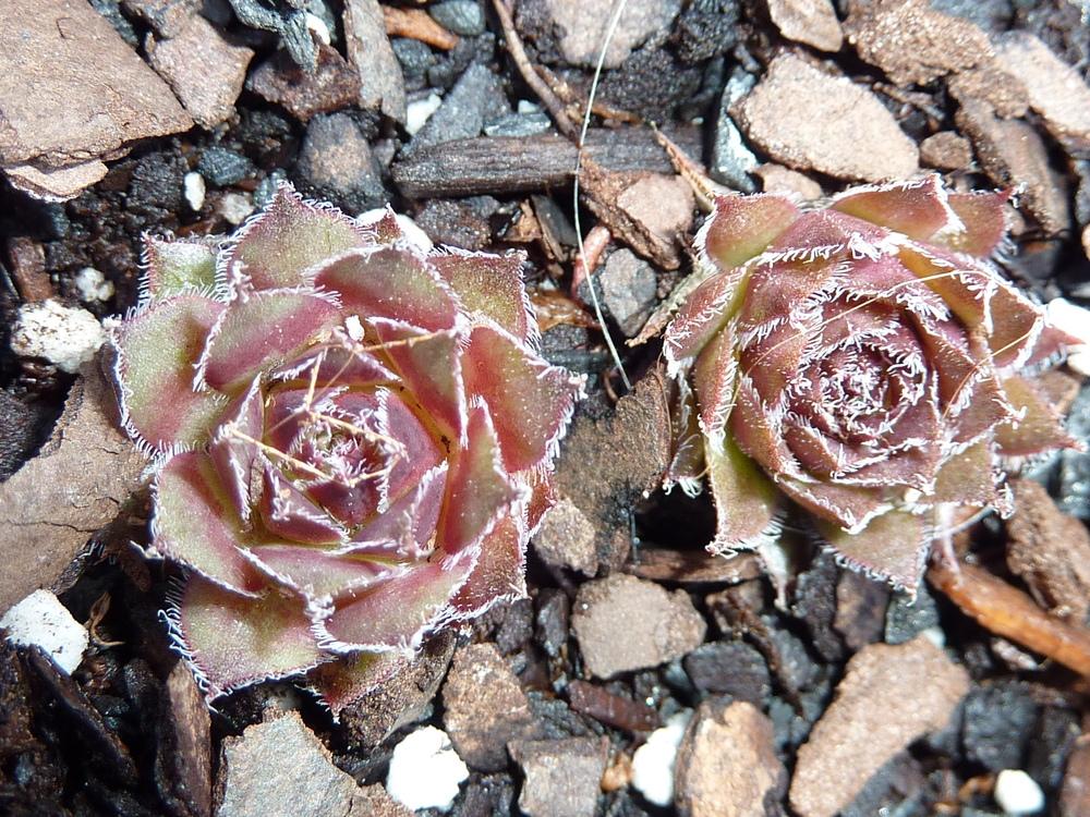 Photo of Hen and Chicks (Sempervivum 'Pacific Mayfair Imp') uploaded by sandnsea2