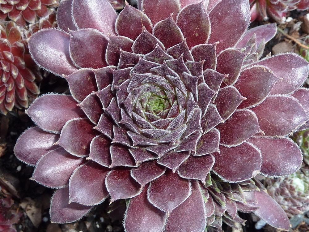 Photo of Hen and Chicks (Sempervivum 'Black Mountain') uploaded by sandnsea2